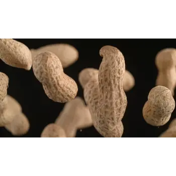 Organic Groundnut Seeds